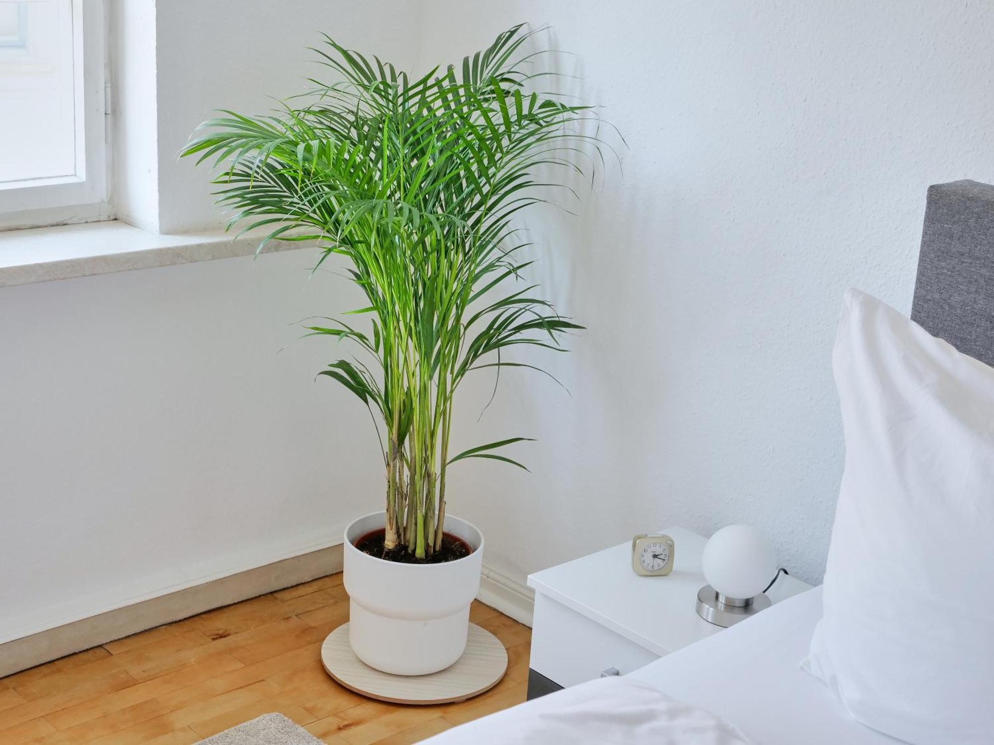 Appartement Dom III - Erfurt Domplatz Buitenkant foto